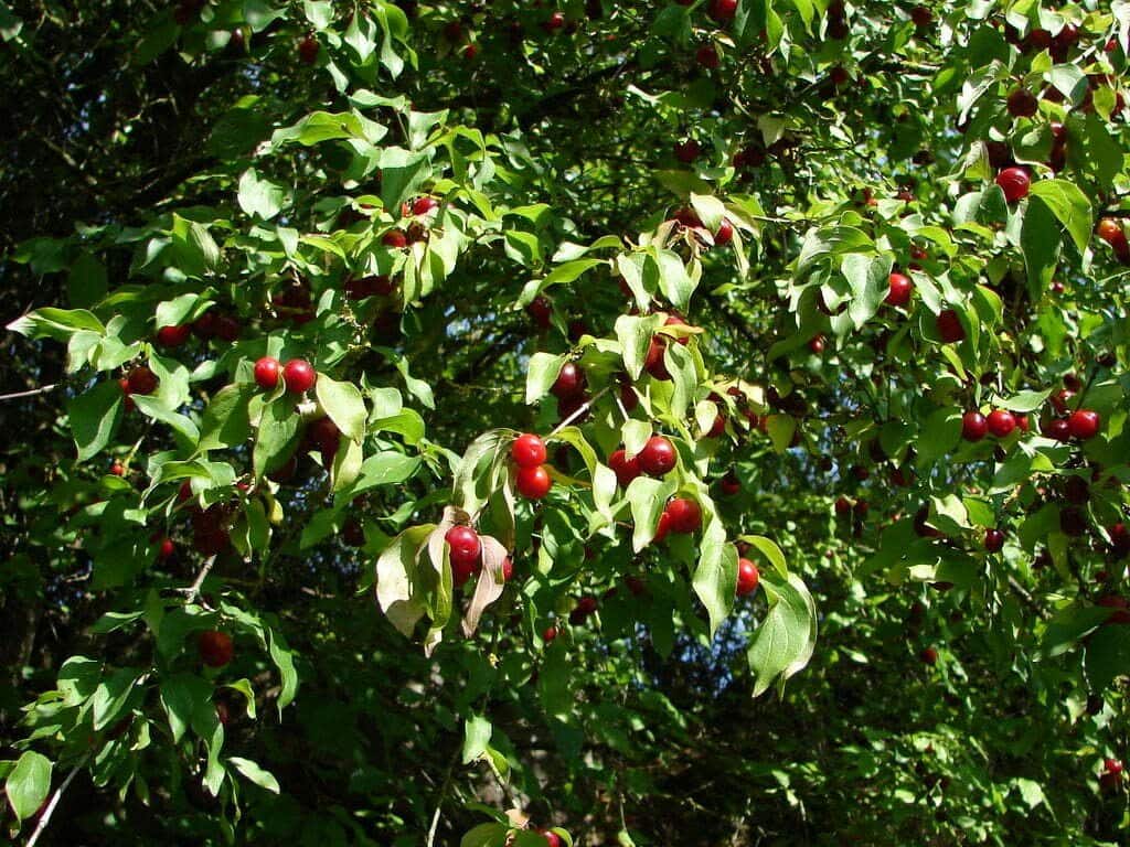 Cornus mas / Cornouiller mâle - Photo 2