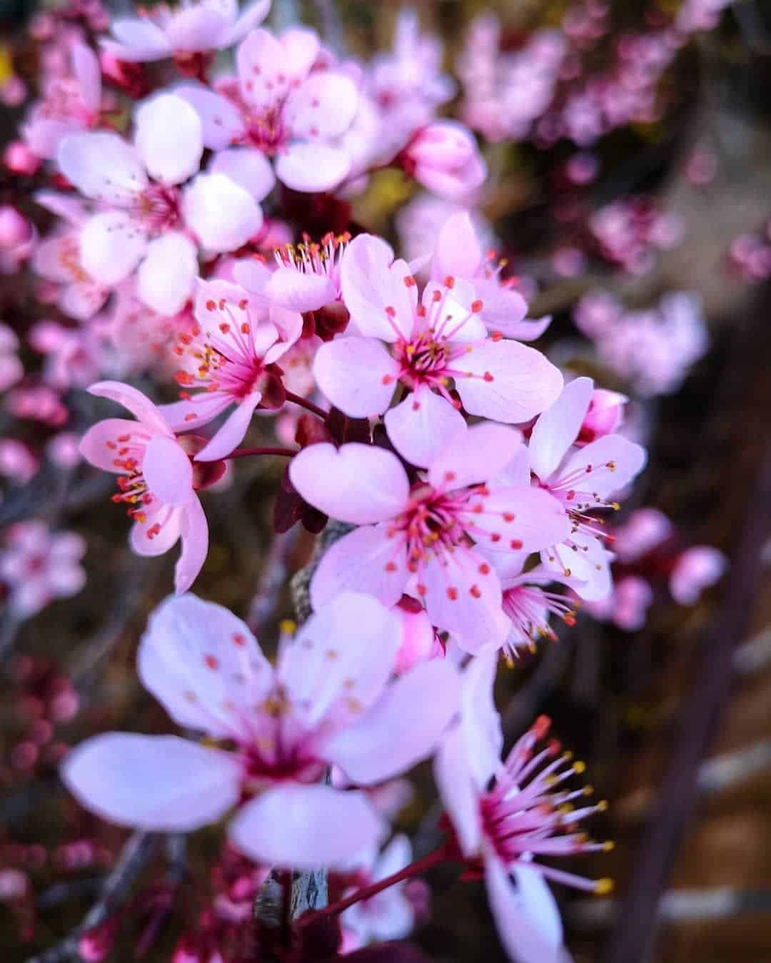 PRUNUS cerasifera ‘Pissardii’ / Cerisier à fleurs - Photo 1