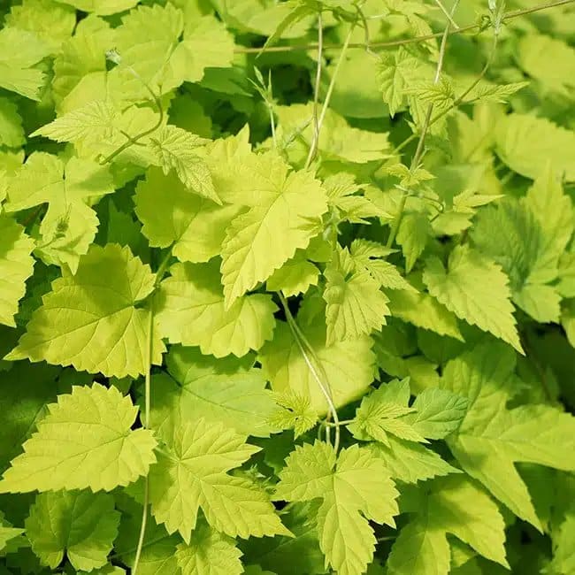Houblon doré 'Aureus' - humulus - Photo 3