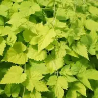 Houblon doré 'Aureus' - humulus - Photo 3