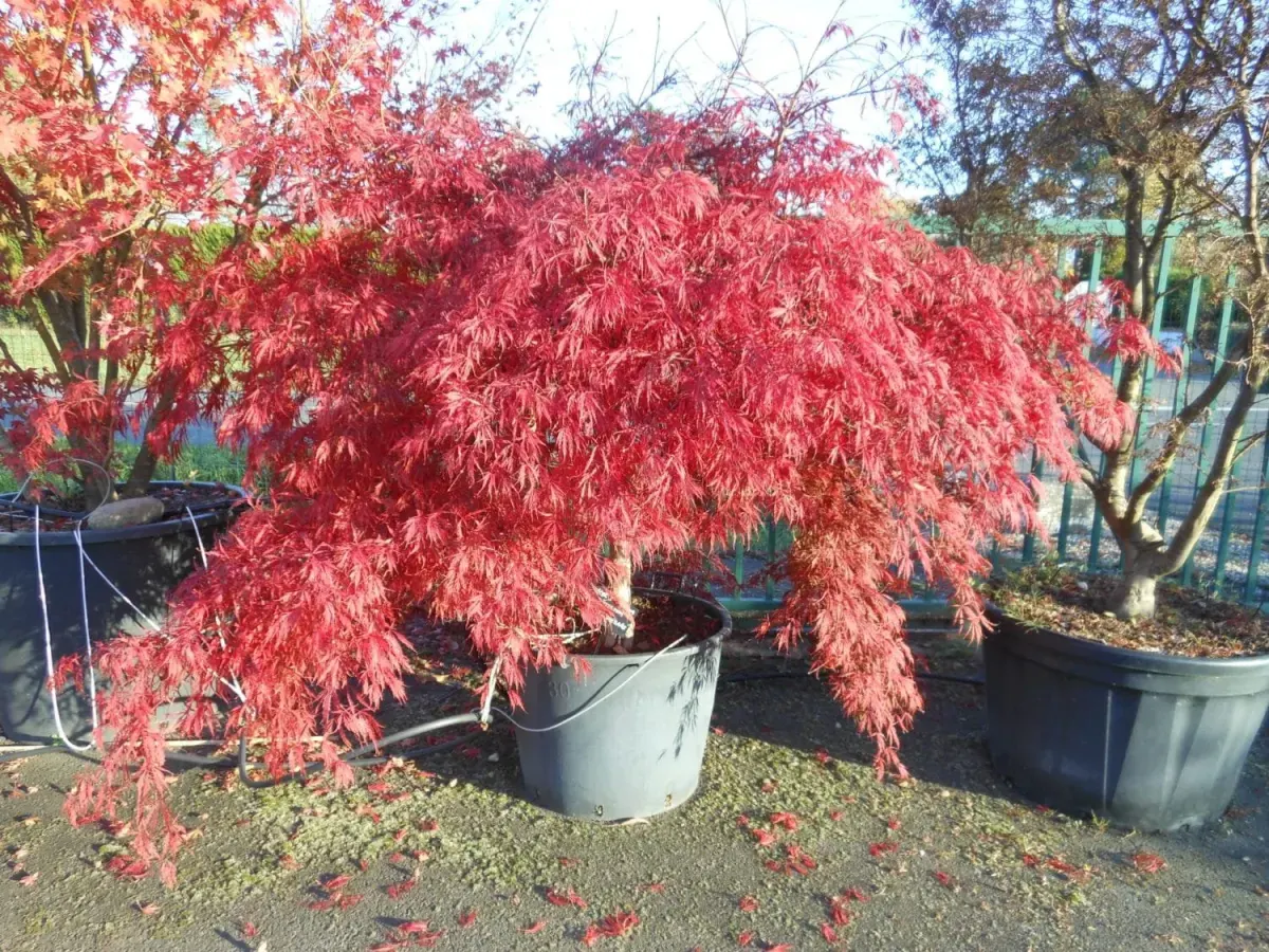 ACER palmatum Dissectum Garnet / Érable du Japon à feuilles découpées - Photo 4