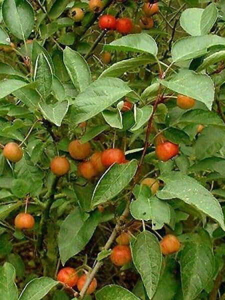 MALUS floribunda ‘Evereste’ / Pommier d'ornement Evereste® 'Perpetu' - Photo 2