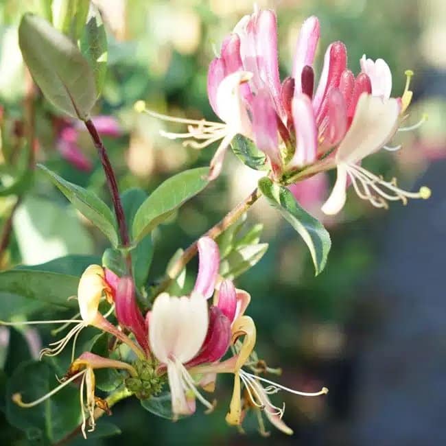 LONICERA periclymenum - Chèvrefeuille des bois 'Serotina' - Photo 3