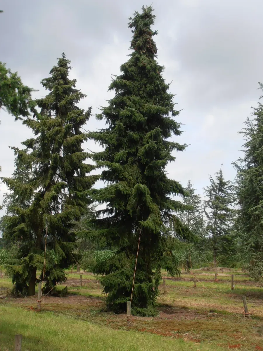 PICEA omorika  / Épicéa de Serbie - Photo 1