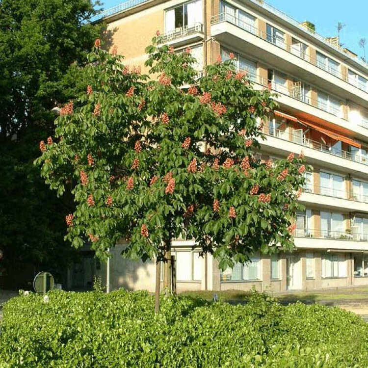 AESCULUS CARNEA 'BRIOTII' / Marronnier à fleurs rouges - Photo 2