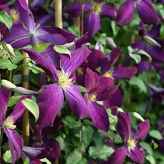 Clématite Purpurea® 'Zojapur' - clematis jackmanii - Photo 1