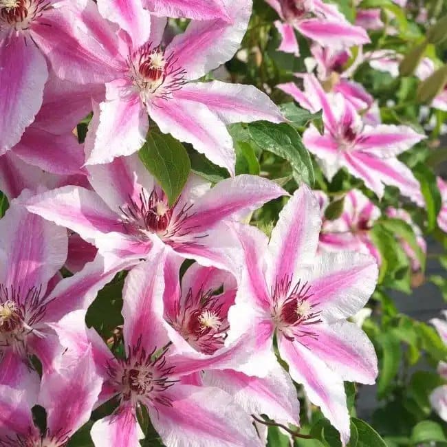 CLEMATIS 'Carnaby' - Clématite 'Carnaby' - Photo 3