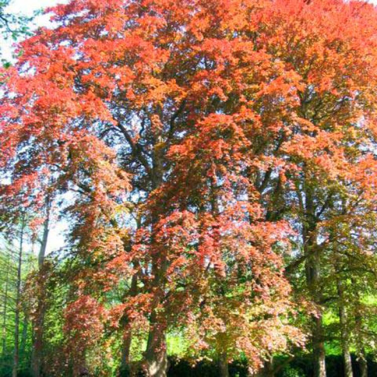 Fagus sylvatica 'Atropunicea' / Hêtre pourpre - Photo 2