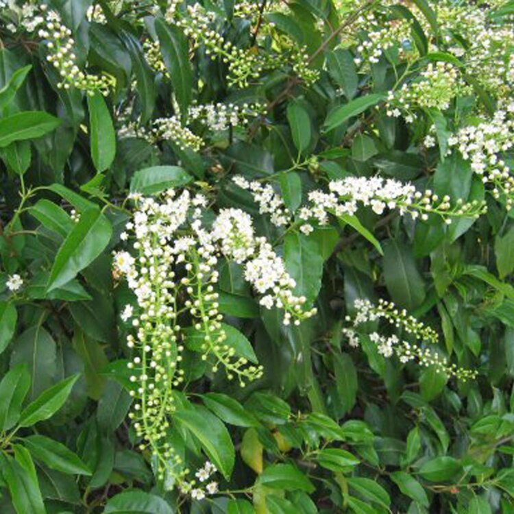 PRUNUS LUSITANICA 'ANGUSTIFOLIA' / Laurier du Portugal - Photo 1