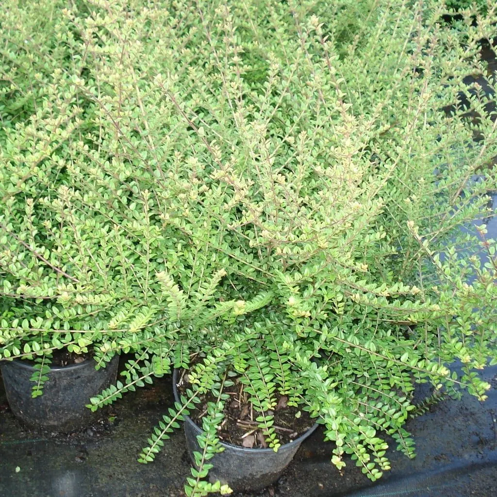 LONICERA nitida / Chèvrefeuille à feuilles de buis - Photo 4