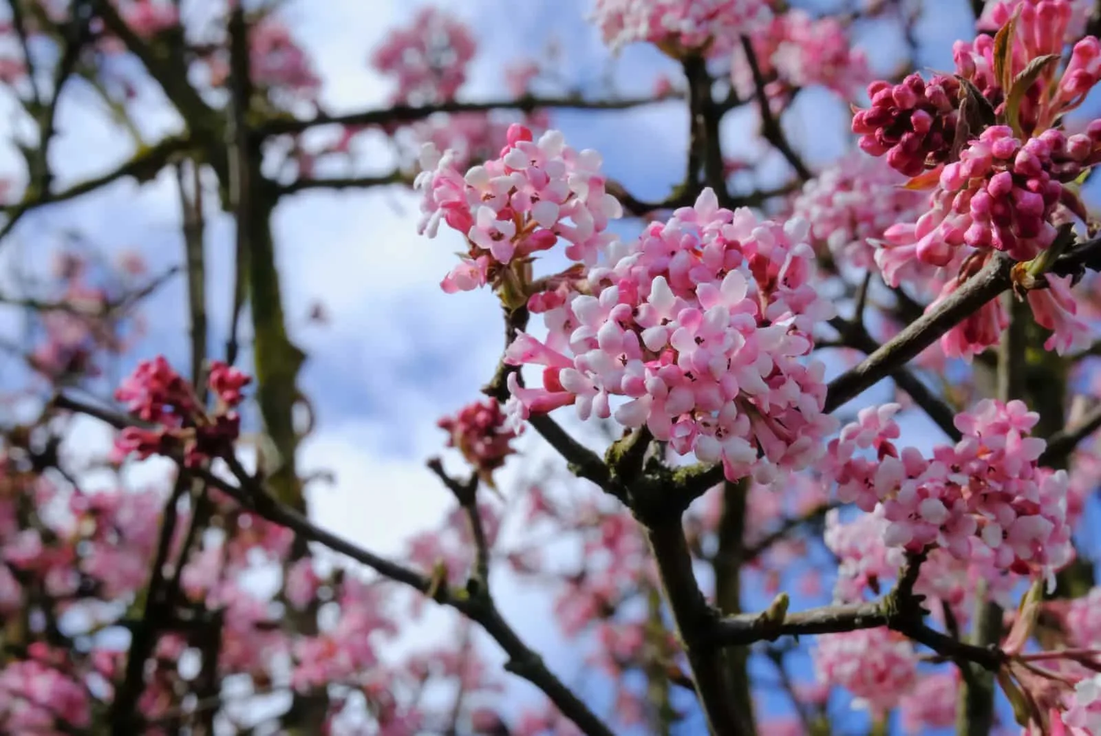 VIBURNUM x bodnantense / Viorne d'hiver