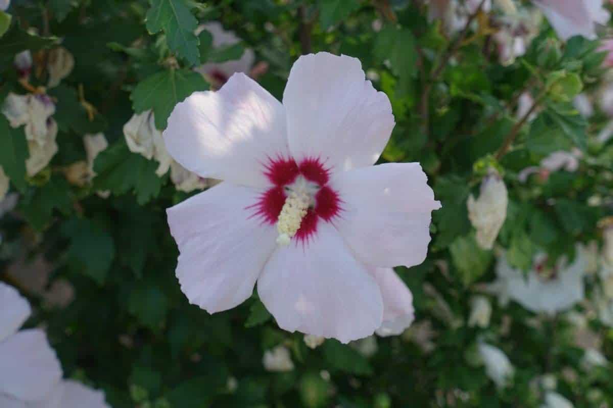 HIBISCUS syriacus ‘Red Heart’ / Mauve en arbre 'Red Heart' - Photo 1