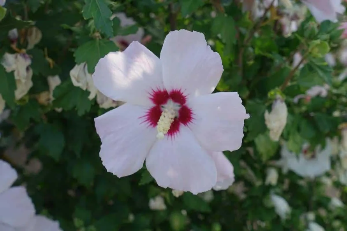 HIBISCUS syriacus ‘Red Heart’ / Mauve en arbre 'Red Heart'