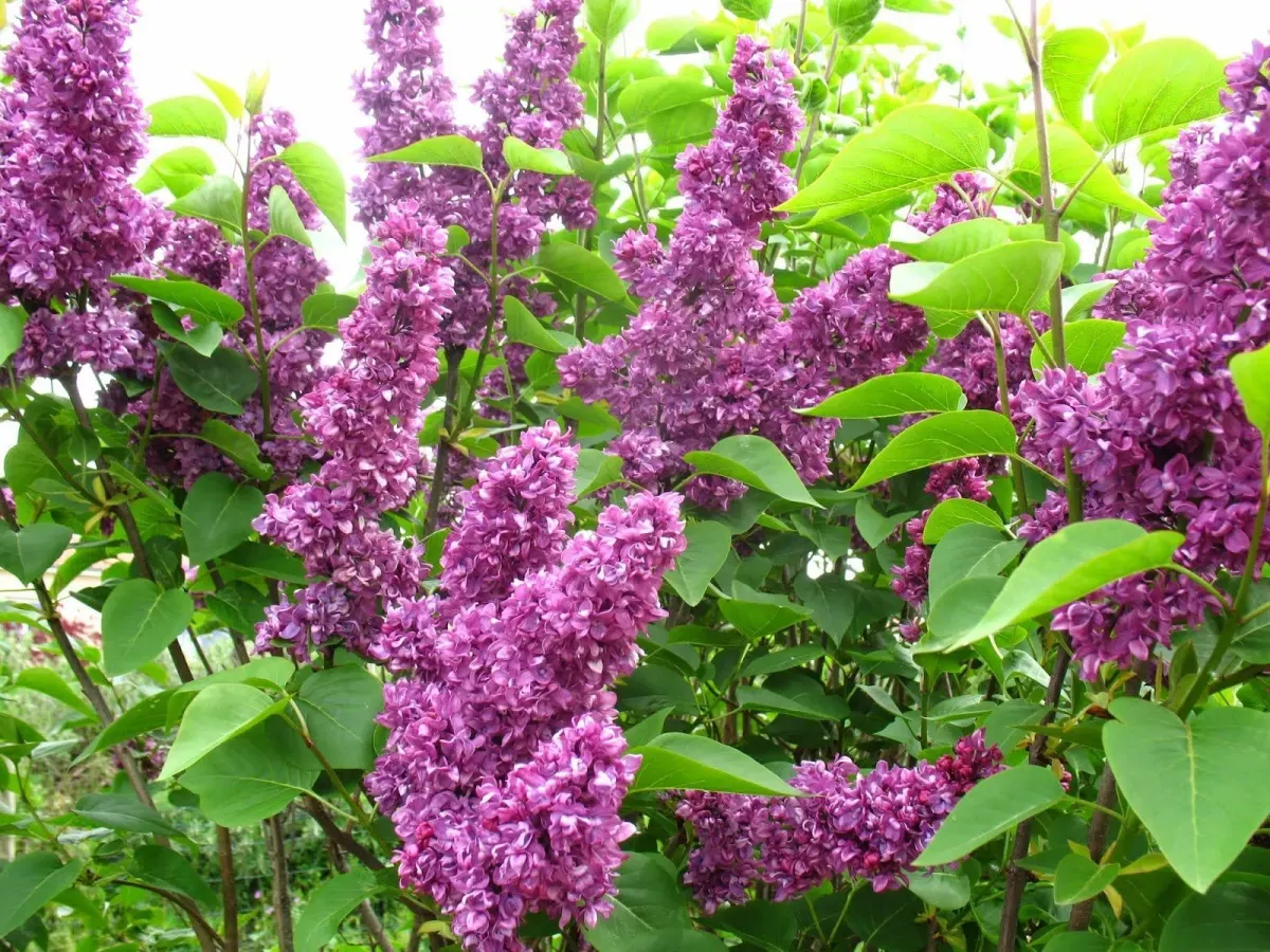 SYRINGA vulgaris ‘Charles Joly’ / Lilas commun 'Charles Joly' - Photo 2