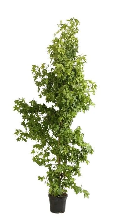 LIQUIDAMBAR styraciflua / Copalme d'Amérique