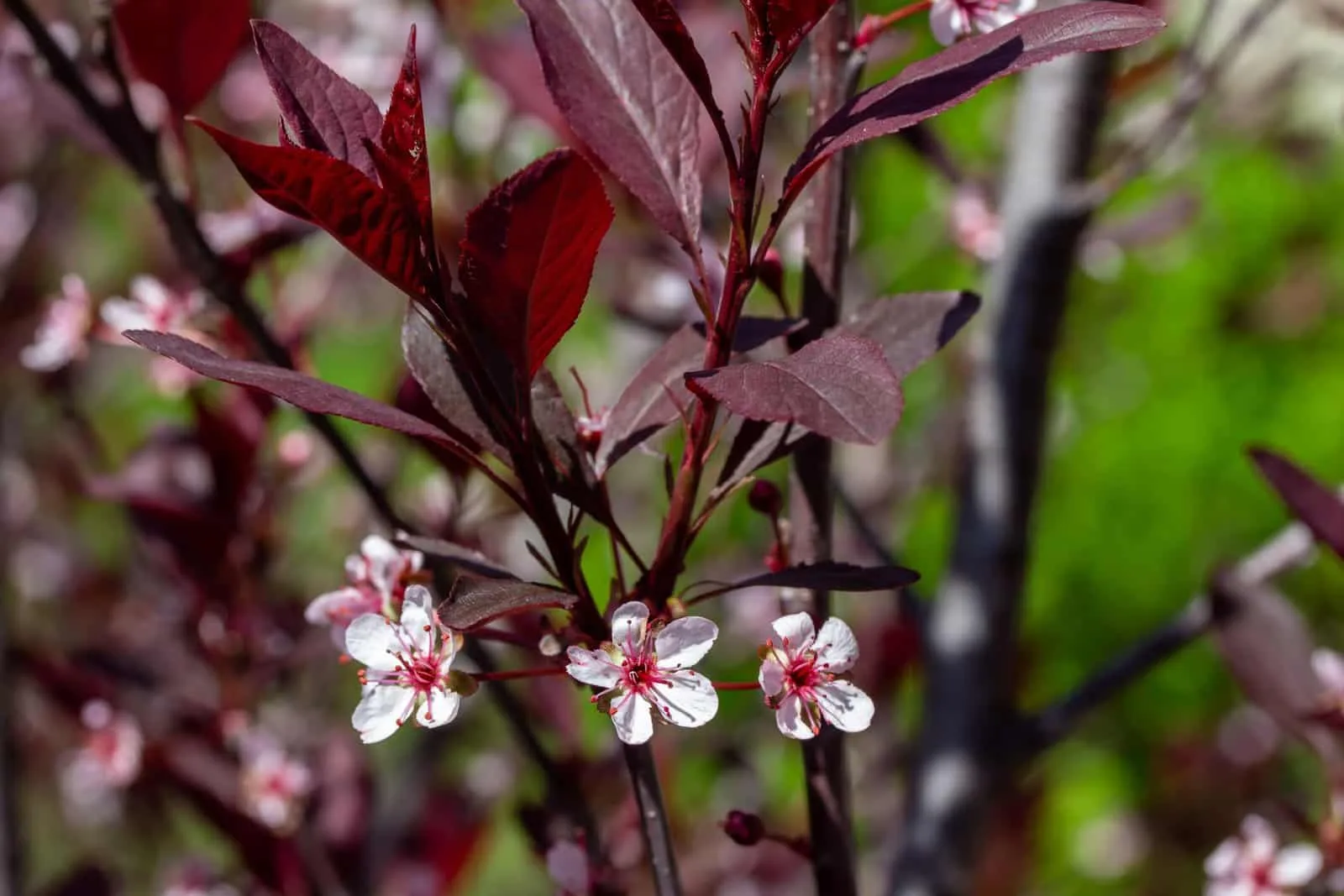 Prunus cistena / Prunier des sables