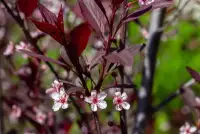 Prunus cistena / Prunier des sables - Photo 1