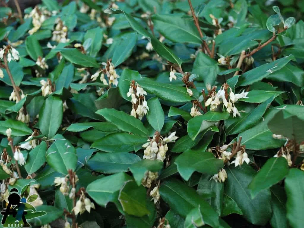 Elaeagnus ebbingei / Chalef
