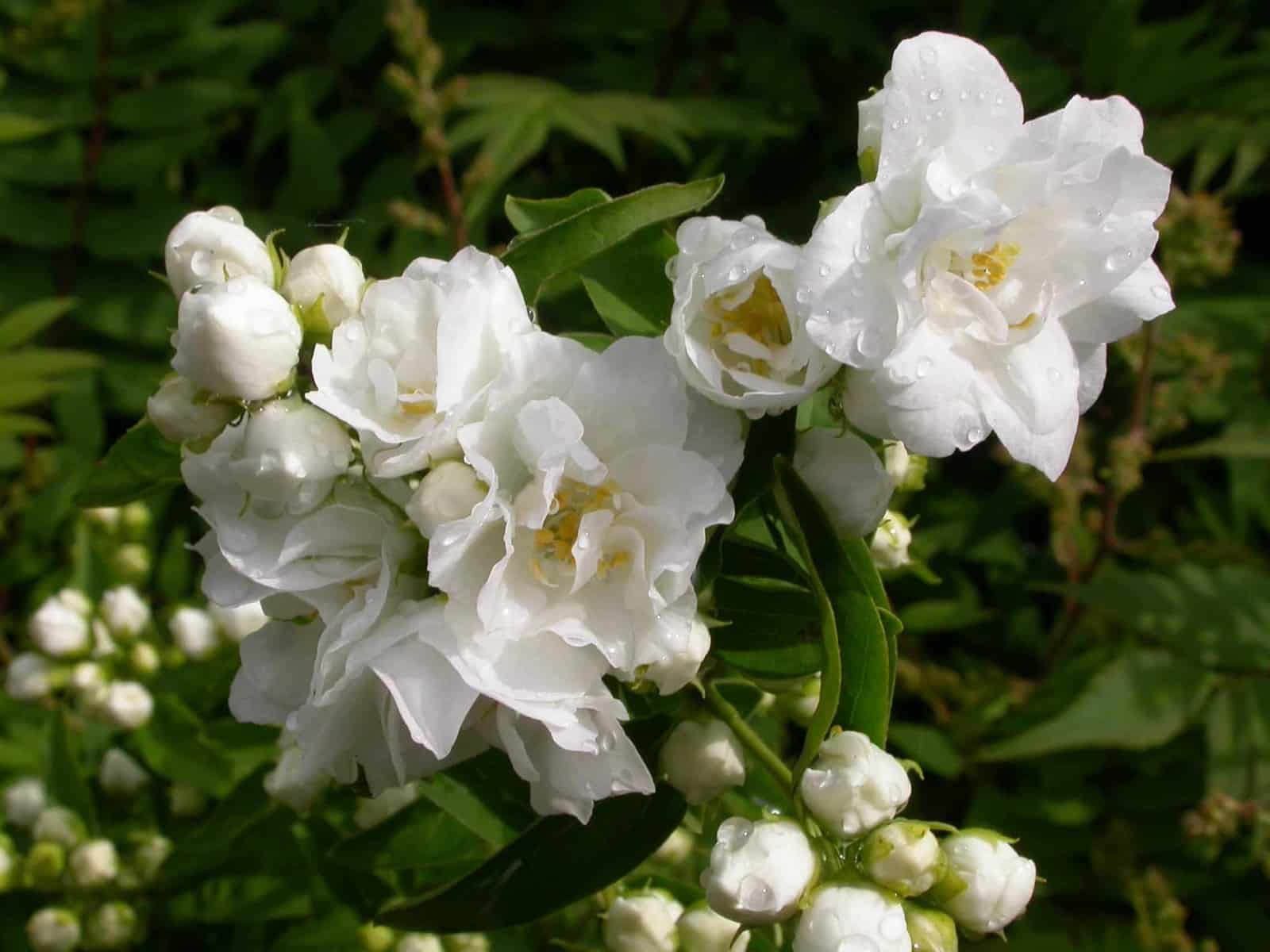 PHILADELPHUS ‘Bouquet Blanc’ / Seringat de Perse 'Bouquet Blanc' - Photo 3