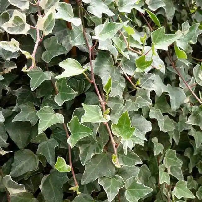 Lierre des bois 'Glacier' - hedera helix - Photo 1