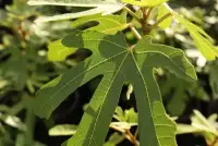 Ficus carica Rouge de Bordeaux/ Figuier Rouge de Bordeaux - Photo 2