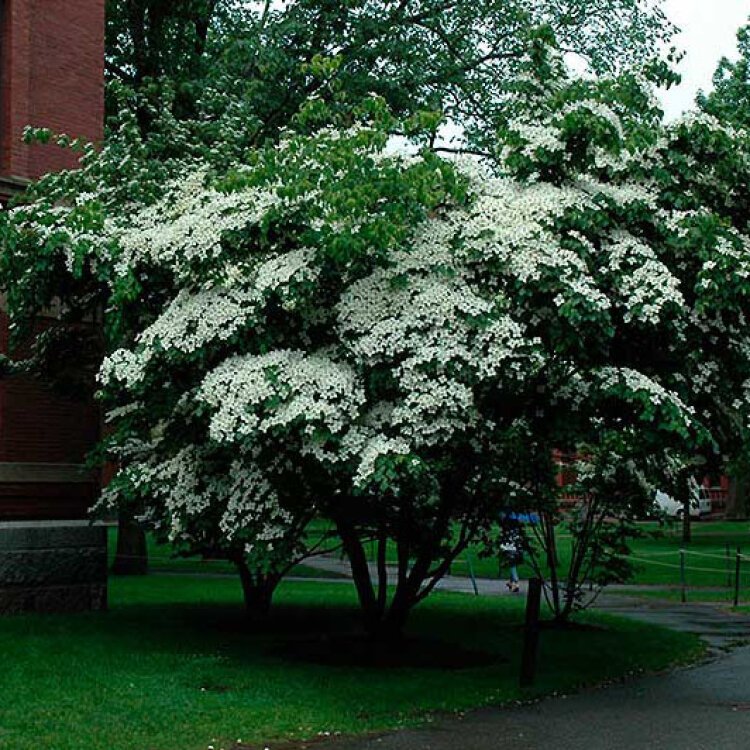 CORNUS Kousa / Cornouiller du Japon - Photo 1