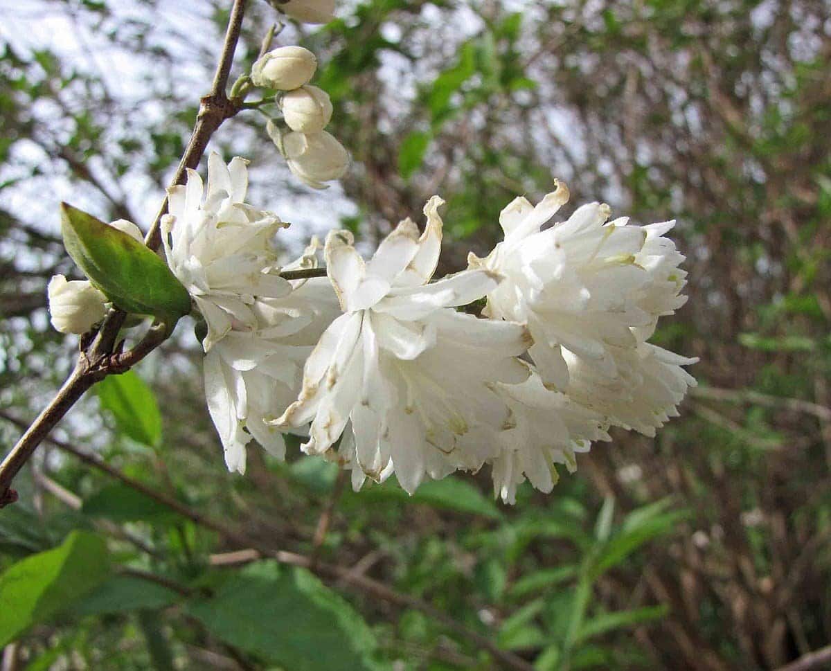 Deutzia x magnifica / Deutzia x magnifica - Photo 3