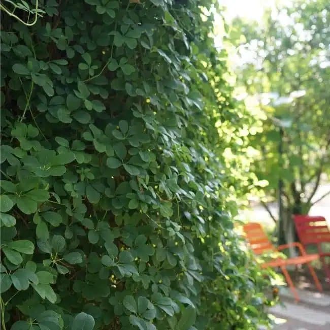 AKÉBIE - akebia quinata - Photo 3