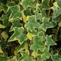 Lierre commun 'Goldchild' - hedera helix - Photo 1