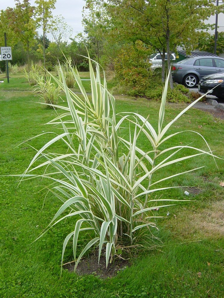 ARUNDO donax variegata / Arundo donax 'Variegata - Photo 2
