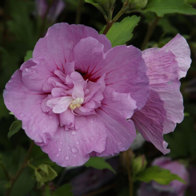 HIBISCUS SYR. 'LAVENDER CHIFFON'® / Mauve en arbre 'Lavender Chiffon'® - Photo 1
