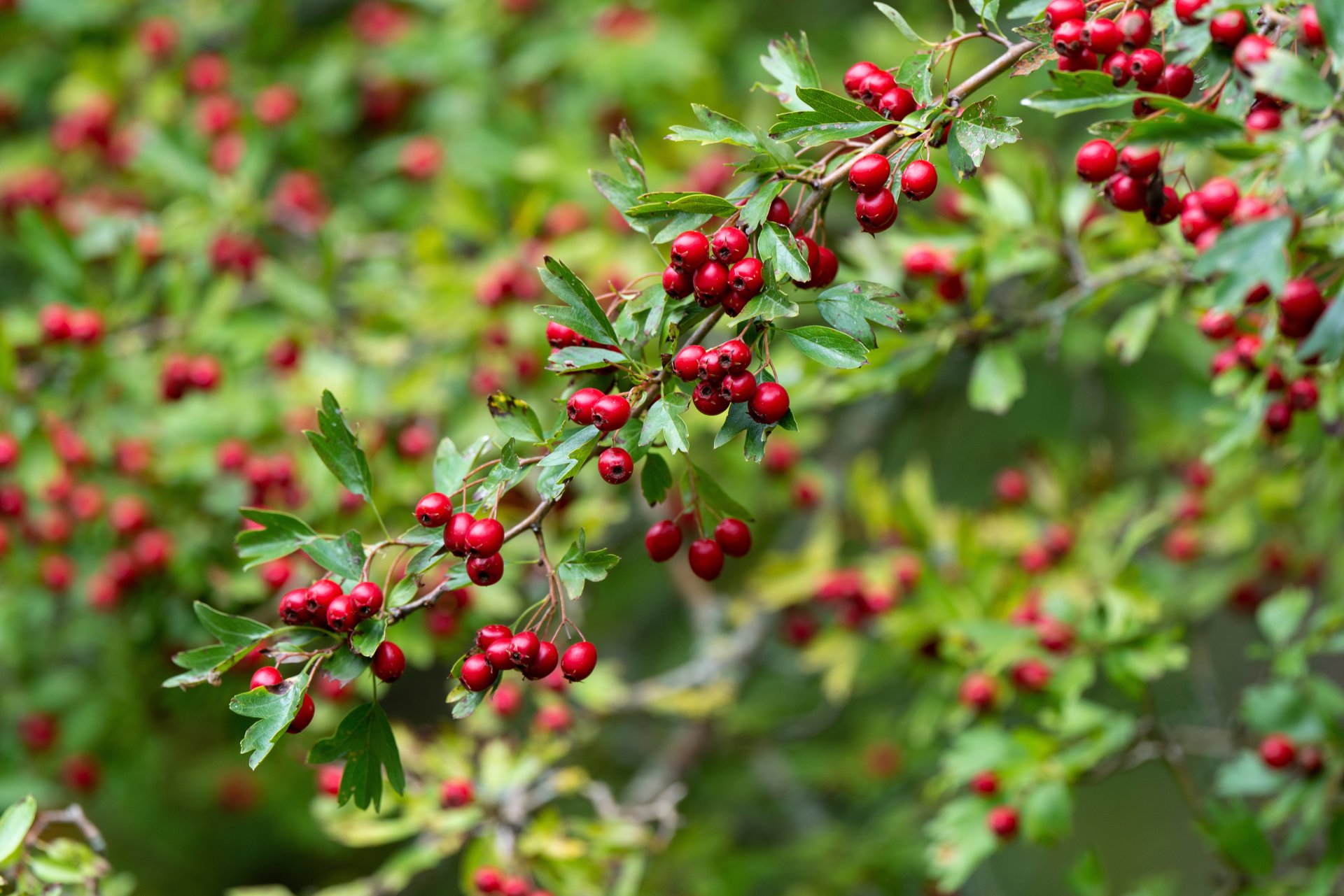 CRATAEGUS monogyna / Aubépine monogyne - Photo 2