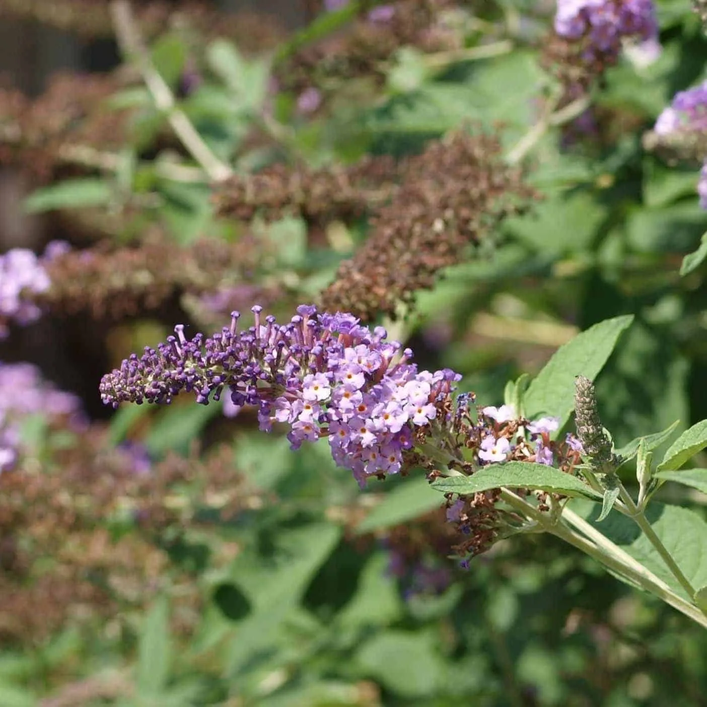 BUDDLEJA davidii ‘Nanho Purple’ / Arbre aux papillons nain 'violet'