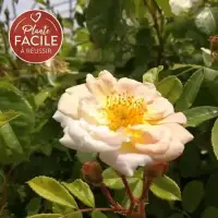 Rosier ancien 'Ghislaine de Féligonde' - rosa - Photo 1