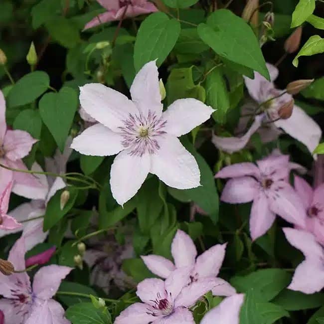 Clématite 'Hagley Hybrid' - clematis - Photo 3