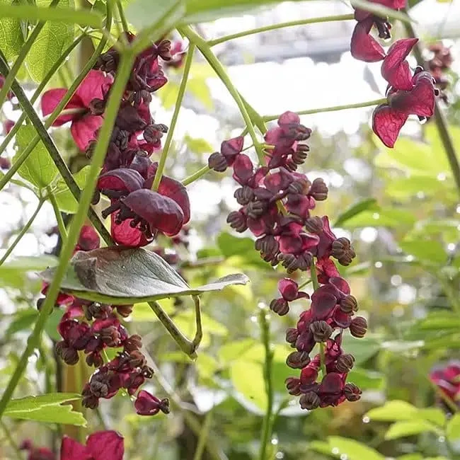 AKÉBIE - akebia quinata