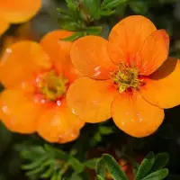 Potentilla fruticosa ‘Tangerine’ / Potentille orange - Photo 3