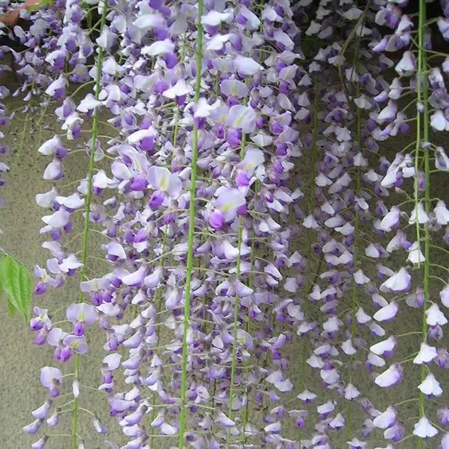 Glycine du Japon 'Macrobotrys' - wisteria floribunda - Photo 1
