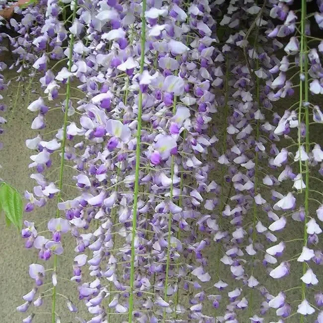 Glycine du Japon 'Macrobotrys' - wisteria floribunda