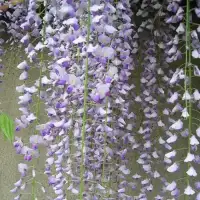 Glycine du Japon 'Macrobotrys' - wisteria floribunda - Photo 1