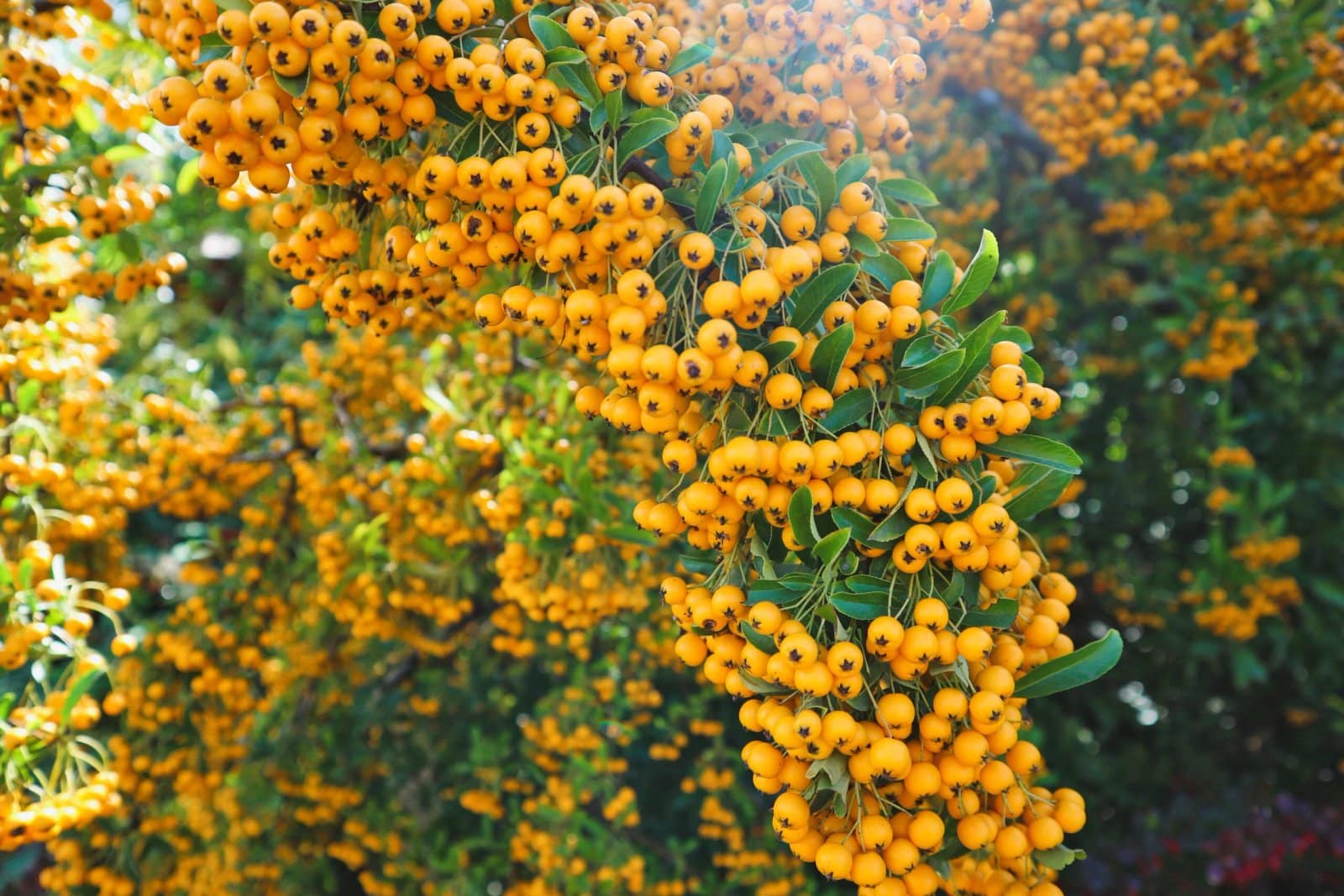 PYRACANTHA ‘Soleil d’or’ / Buisson ardent 'Soleil D'or' - Photo 1