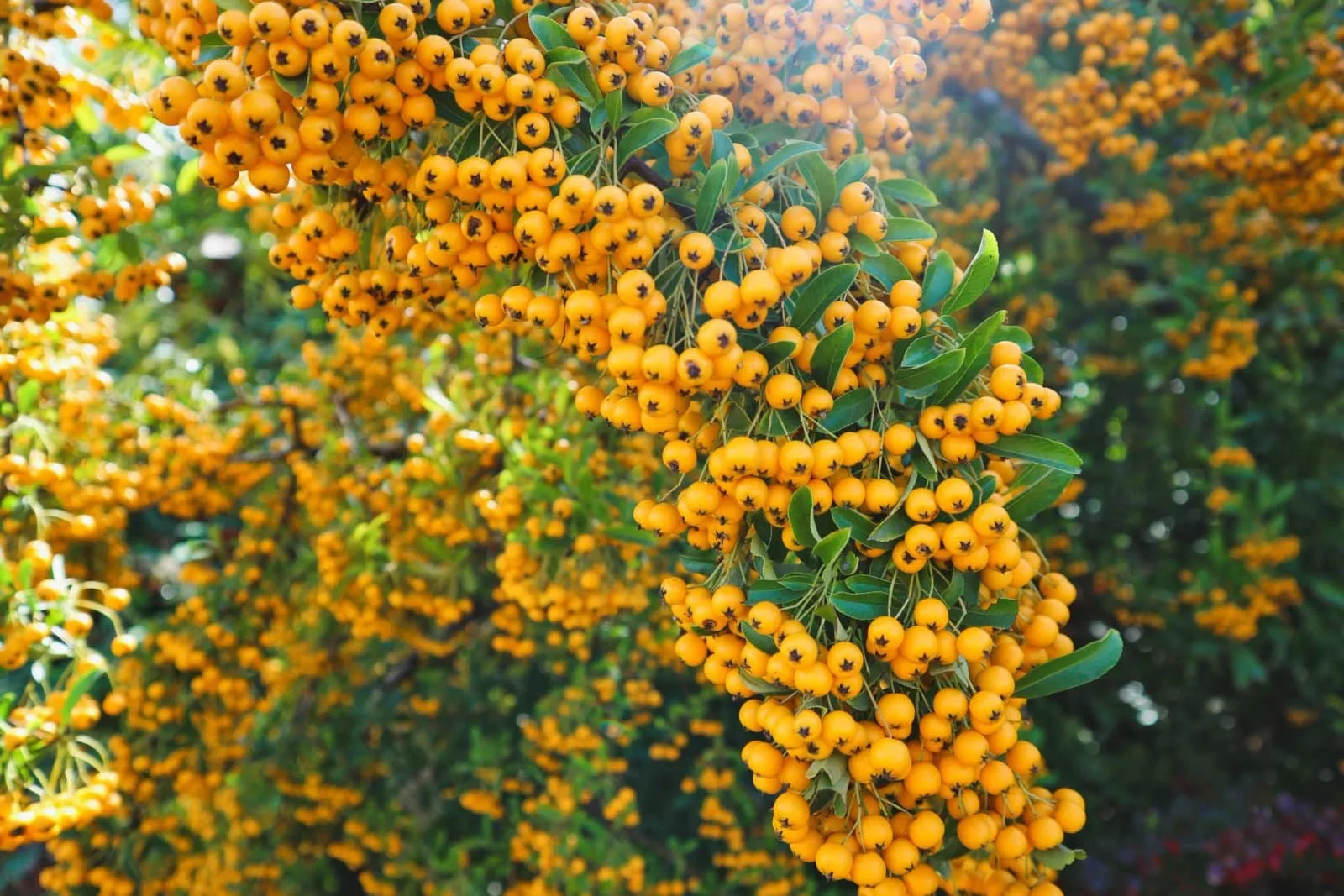 PYRACANTHA ‘Soleil d’or’ / Buisson ardent 'Soleil D'or'