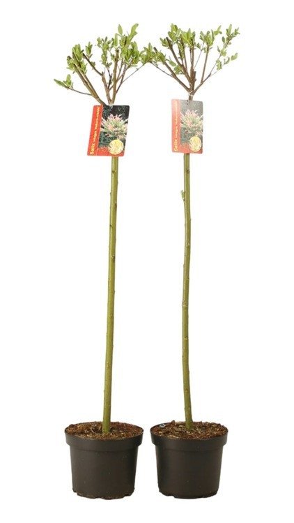 SALIX integra ‘Hakuro Nishiki’ / Saule crevette 'Hakuro Nishiki' - Photo 3