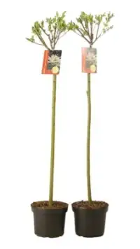 SALIX integra ‘Hakuro Nishiki’ / Saule crevette 'Hakuro Nishiki' - Photo 3