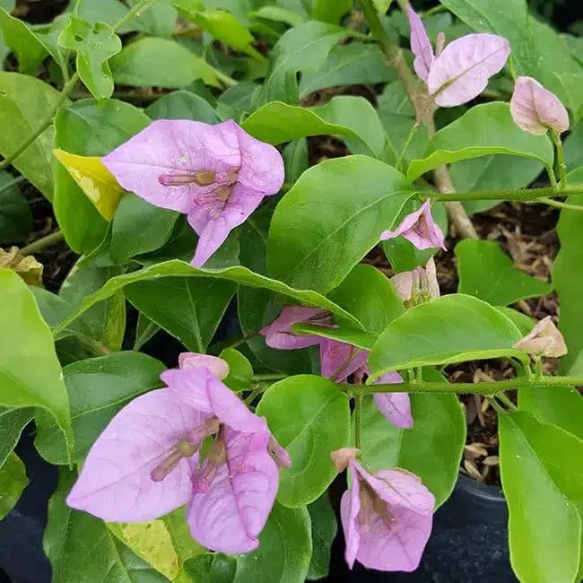BOUGAINVILLIER 'Violet de Mèze' - bougainvillea - Photo 4