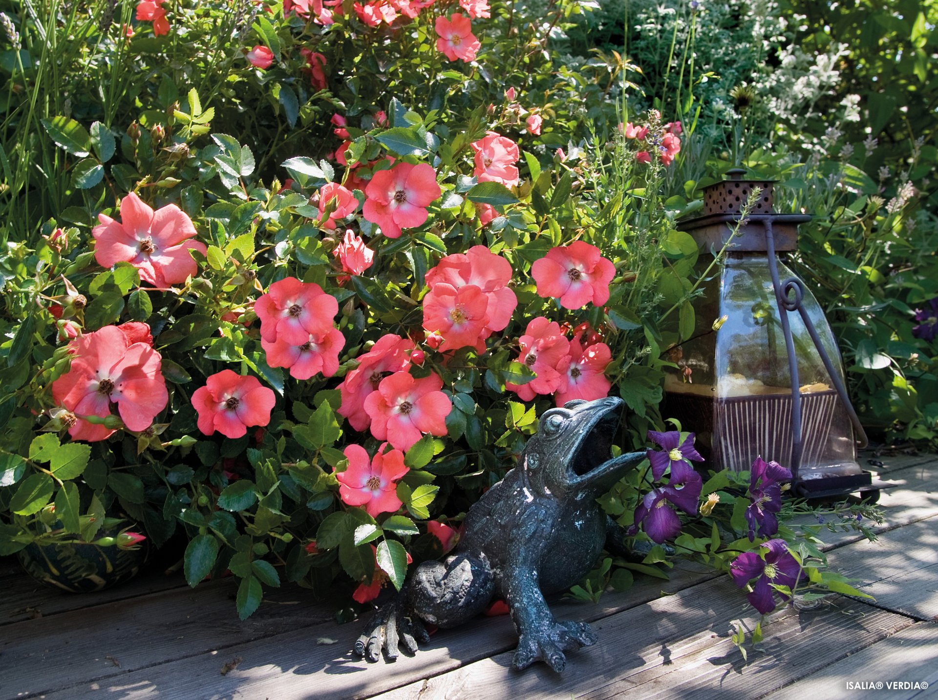 ROSIER décorosier 'Isalia' (rouge orangé) - Photo 2