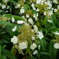 Hortensia grimpant 'Seemanii' - hydrangea - Photo 1