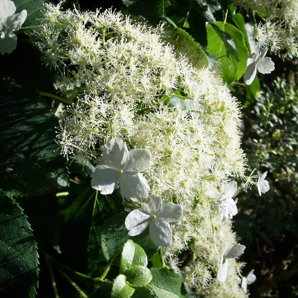 HYDRANGEA petiolaris / Hortensia grimpant - Photo 2