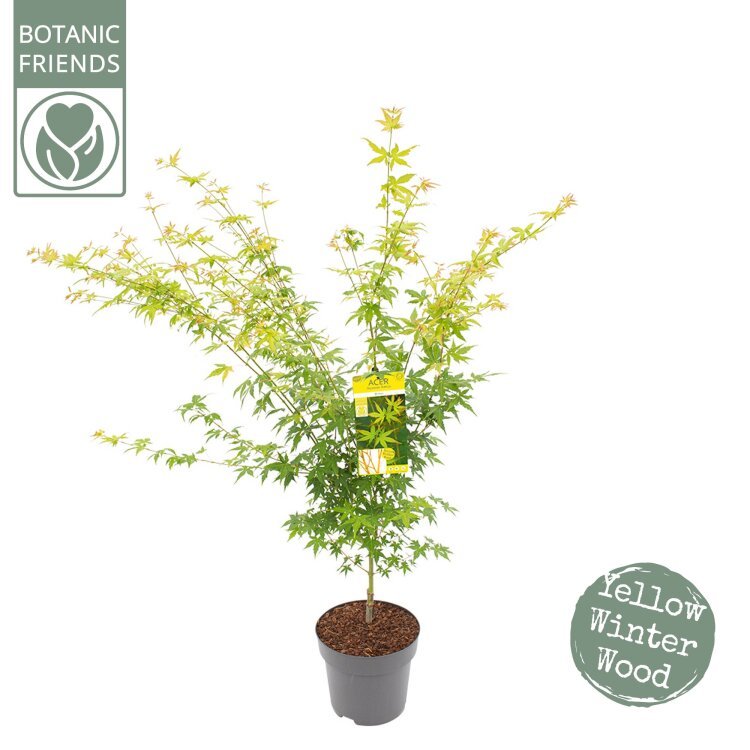 60-80 cm pot de 5L