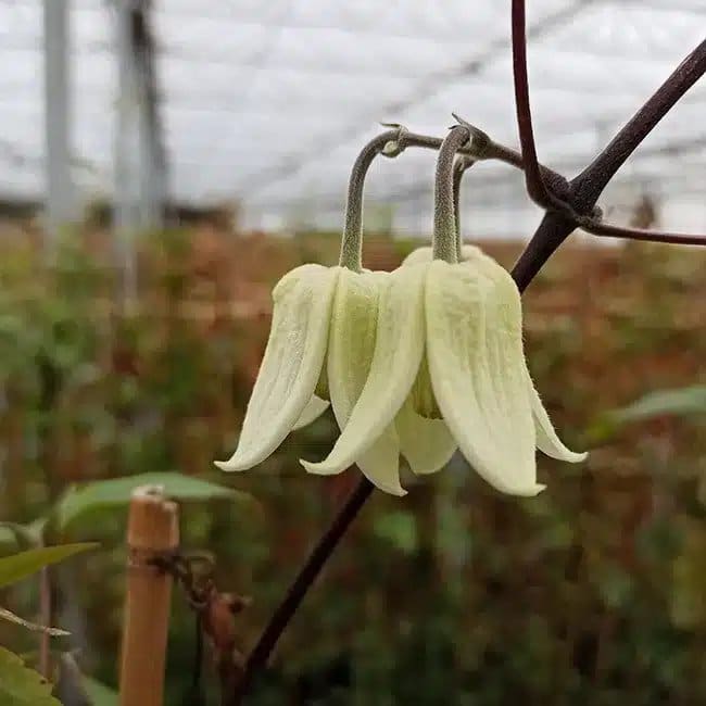 Clématite 'Winter beauty' - clematis urophylla - Photo 3